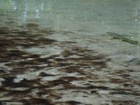 toxic benthic cyanobacteria (blue/green or brown/black algae) in the Waikaia River in northern Southland.