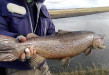 Trucha Marrón en el Río Menéndez - Tierra del Fuego - Argentina