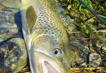 Fly-fishing Photo of Brown trout shared by BERNET Valentin | Fly dreamers 