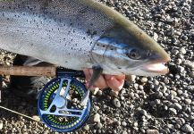  Imagen de Pesca con Mosca de Sea-Trout (Trucha Marrón Anádroma) por Fly Cast  (Pablo)  Rio Gallegos | Fly dreamers