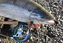 Fly Cast  (Pablo)  Rio Gallegos 's Fly-fishing Image of a Sea-Trout | Fly dreamers 