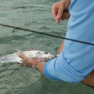 Healthy Bonefish release on the spin gear.