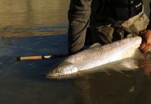  Imagen de Pesca con Mosca de Sea-Trout (Trucha Marrón Anádroma) compartida por Tres Amigos Outfitters SA | Fly dreamers