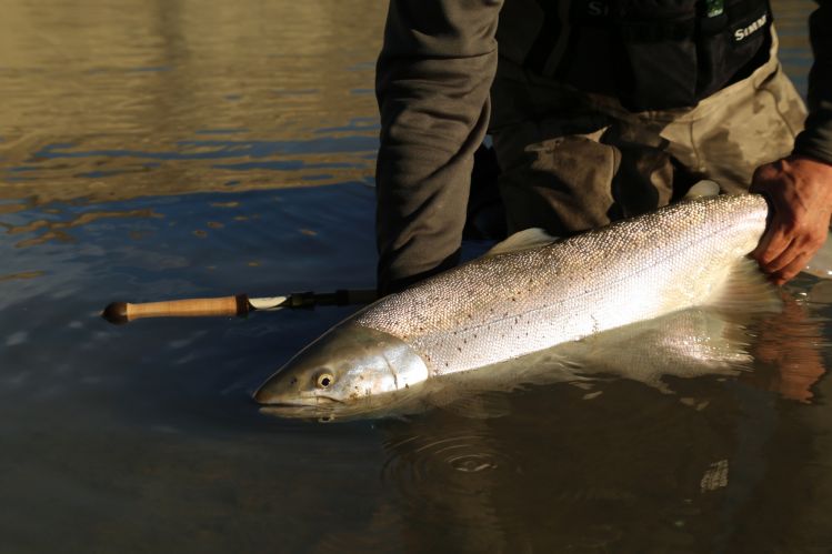 A weird beauty, but every year more frequently - Santa Cruz river sea run brown trout