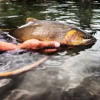 Foto de pesca con mosca