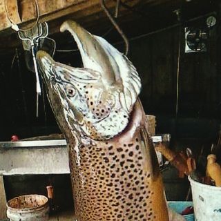 For those who doubt Lake Erie's Brown Trout initiatives. 13.8 Lbs.