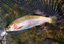 Joe Rowe 's Fly-fishing Photo of a Rainbow trout | Fly dreamers 