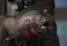 Rainbow trout Fly-fishing Situation – SUR OUTFITTERS shared this Sweet Pic in Fly dreamers 