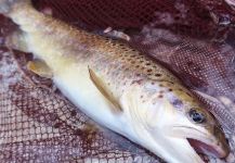 Flyfishingodec Slovenia 's Fly-fishing Photo of a Loch Leven trout German | Fly dreamers 