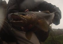  Fotografía de Pesca con Mosca de Sea-Trout (Trucha Marrón Anádroma) compartida por Carlos  Obregon | Fly dreamers