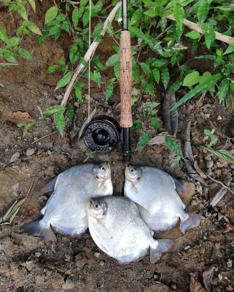 Pacu peva (palometa de rio) 