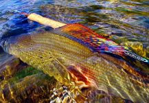 Fly fishing trip Montenegro 2020