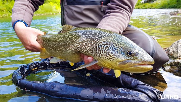 The season for elusive marble trout starts on the 1st of April. You are welcome to join us at the rivers Soča, Idrijca, and their tributaries in pursuit of this unique fish.