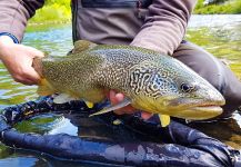 Uros Kristan - URKO Fishing Adventures 's Fly-fishing Photo of a Marble Trout | Fly dreamers 