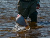 Foto de pesca con mosca