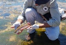  Fotografía de Pesca con Mosca de Trucha arcoiris por NICOLAS MONGE | Fly dreamers