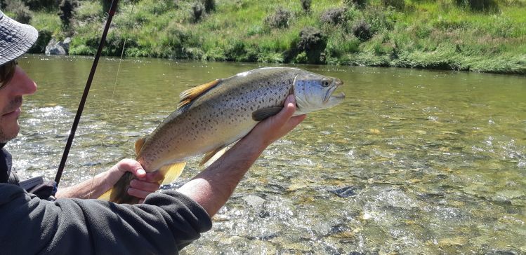 Back country Brown