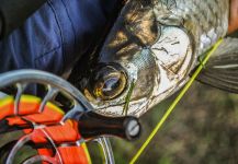 Kimani  Williams  's Fly-fishing Picture of a Tarpon | Fly dreamers 