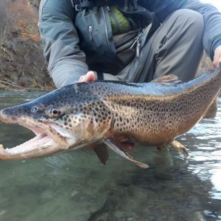 Old brown trout