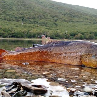 Big trout on Fueguian lagoon