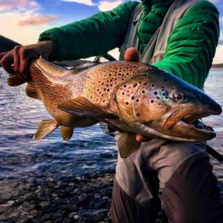  Brown trout with strong colors