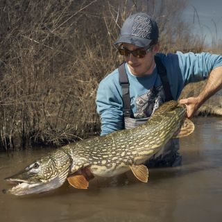 Trophy pike fishing on the fly.