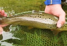 Flyfishingodec Slovenia 's Fly-fishing Pic of a Salmo trutta | Fly dreamers 