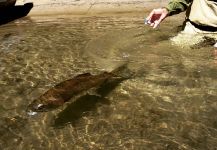  Fotografía de Pesca con Mosca de Trucha arcoiris por Matapiojo  Lodge | Fly dreamers 