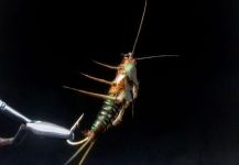 Fly-tying for Rainbow trout - Photo shared by Leonardo Calderon | Fly dreamers 