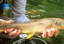 Fly-fishing Image of Marble Trout shared by Flyfishingodec Slovenia | Fly dreamers