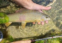 Simon Urbas 's Fly-fishing Pic of a Grayling | Fly dreamers 