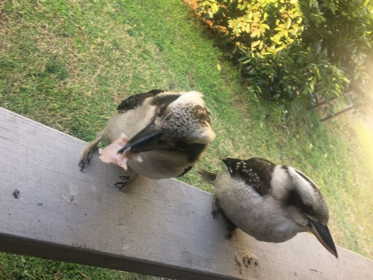 Gloucestewr/Moppy, Gloucester region, Invergordon/Gloucester Tops, Australia