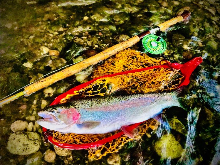 Wild Rainbow trout.
