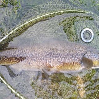 Foto de pesca con mosca