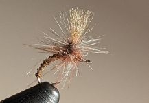 Fly for European brown trout by Walter Engelke | Fly dreamers 