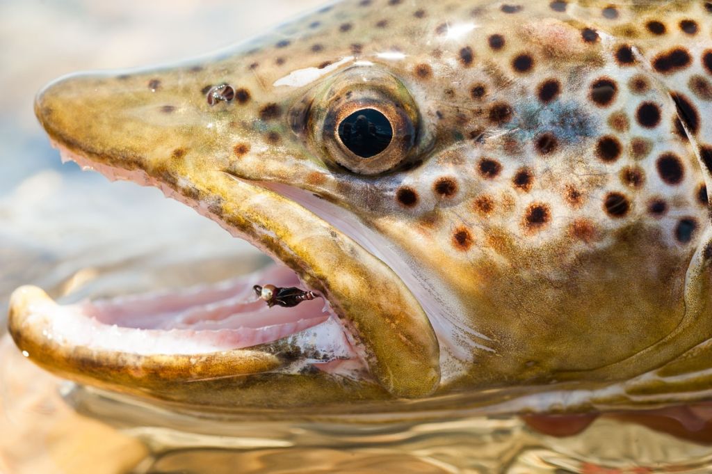 Llanada Grande Lodge 5 Generaciones De Pesca Con Mosca