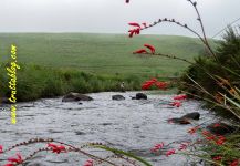  Salmo trutta – Interesante Situación de Pesca con Mosca – Por Andrew Fowler