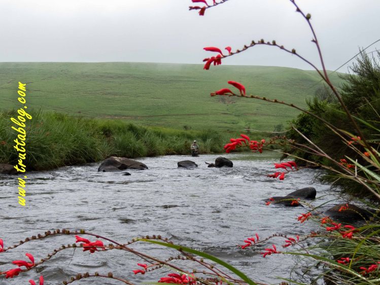 Fire lillies on the uMngeni