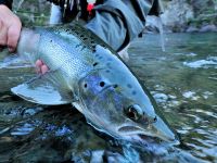 This is a closeup pic of a landlocked Atlantic salmon caught by Kathy Beck on the Traful in March of 2010 at dusk. 