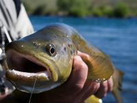 Fly fishing picture