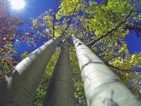 A view of the aspens from tera firma