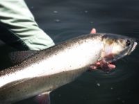 Desert Chrome from Pyramid Lake