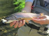 Fly fishing picture