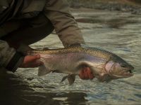 Fly fishing picture