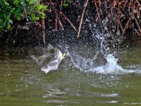 Fly fishing picture