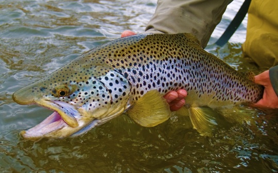 Brown trout pic by Grand Teton Fly Fishing Outfitter - Fly dreamers