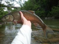 Fly fishing picture