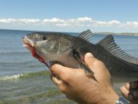 Foto de pesca con mosca