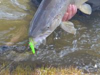 Fly fishing picture