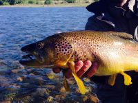 Friend and fisherman Lauren Le Flanchec left Limay River Lodge today. During 6 straight days he averaged 50 fish a day, both rainbows and browns between 20 and 26 inches. All fishing was done with floating lines, mainly dry flies (attractors, parachute pa